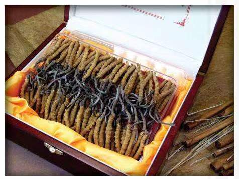 尚志冬虫夏草回收